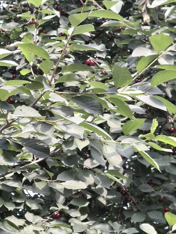 Shiponka sotiladi kelishilgan narhda — фото 1