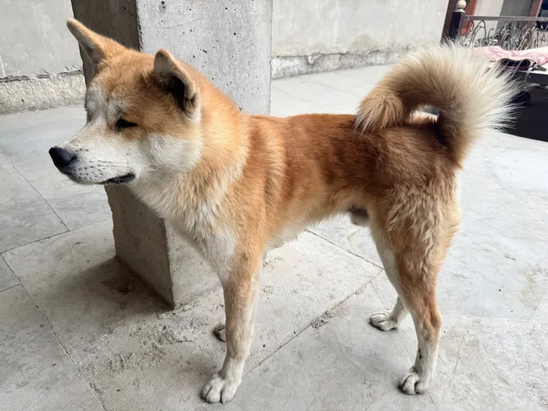 Akita inu zotli it qoni toza narxi 300$ kami bor