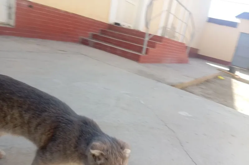 Котёнок, гарантия 1 месяц 3
