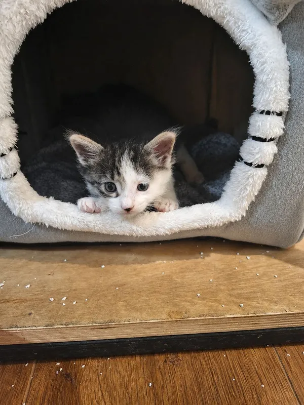 СРОЧНО котёнок ищет хозяина