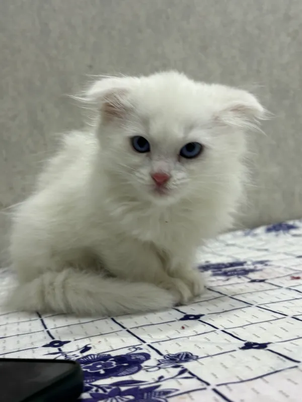 Вислоухий котеночек — фото 4