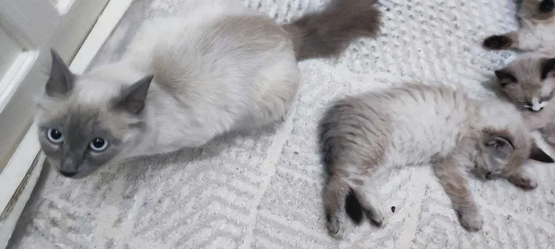 Чистокровная сиамская кошка с котятами в добрые руки! — фото 3