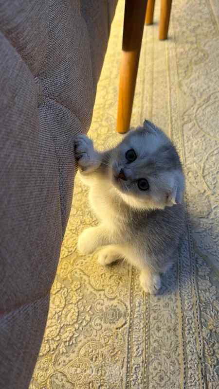 Котята скоттиш фолд и страйт шиншиллы — фото 1