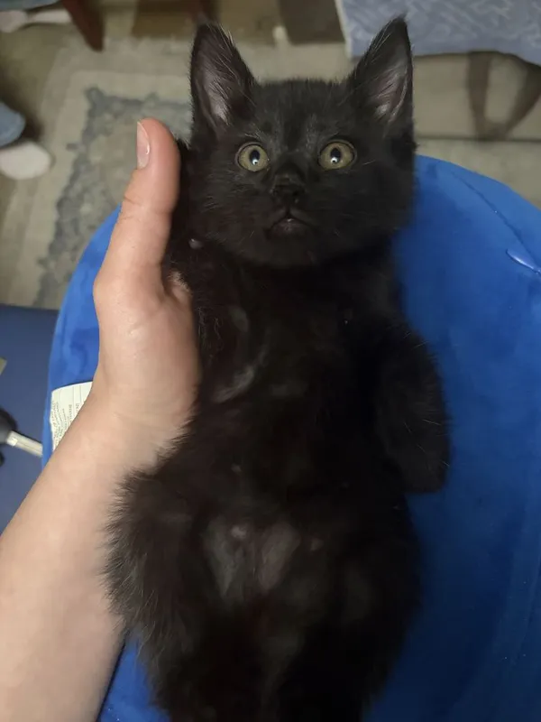 Котята в добрые руки — фото 2