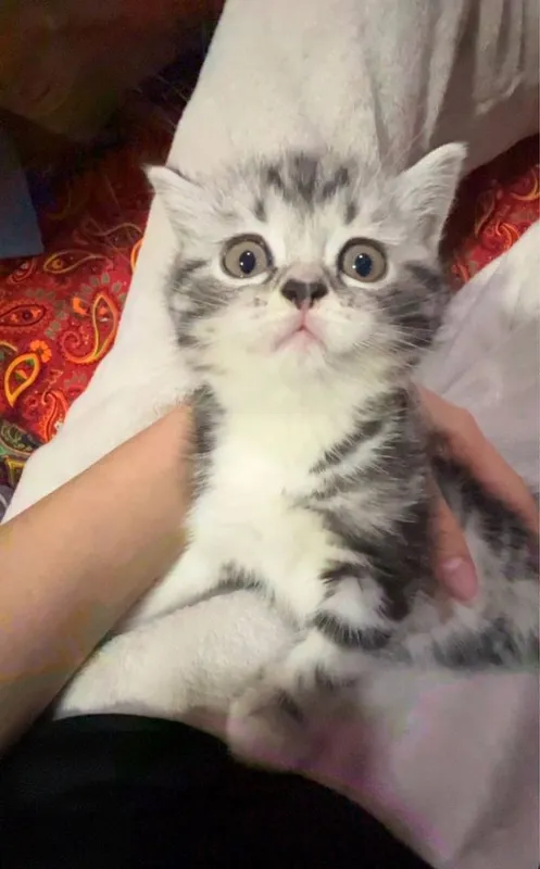 Кошка скотииш с гаранти — фото 2