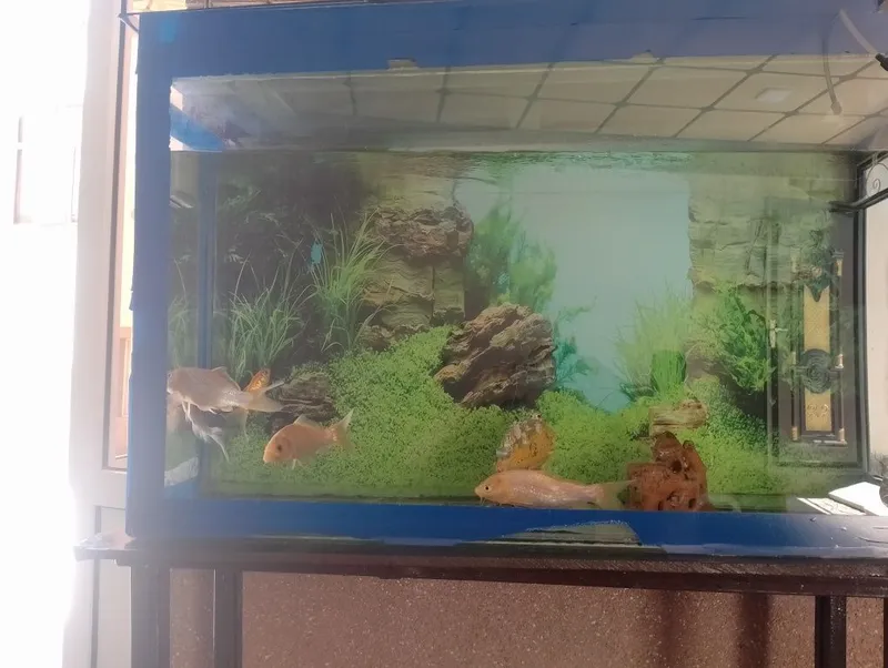 akvarium baliq s 2