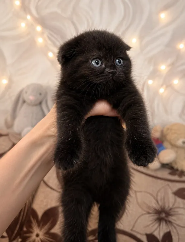 Котята Скотиш Фолд — фото 4