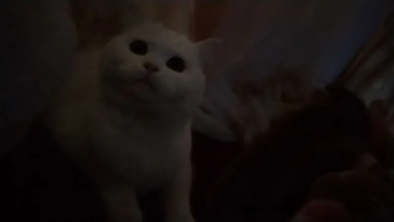 Нашу кошку срочно продаём 3
