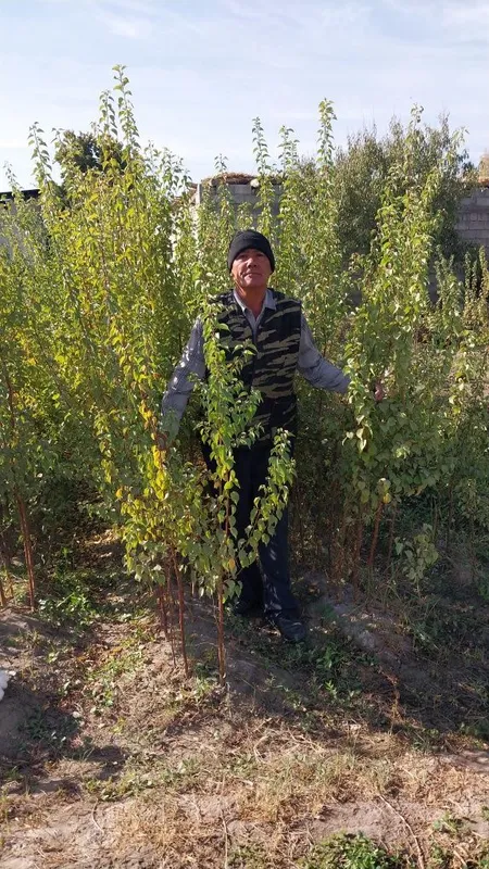 Zaldori Shaftoli va Bodom ko'chatlari narxi kelishilgan holda