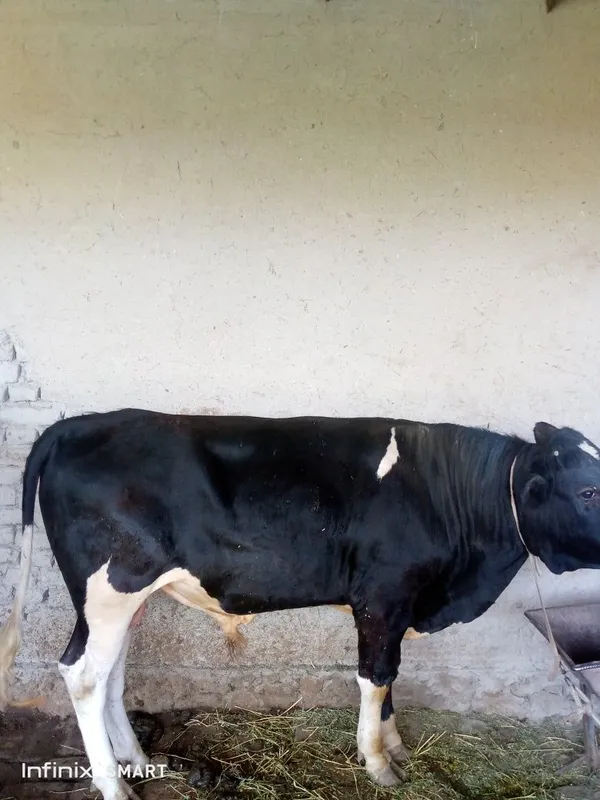 Zottor buqa sotiladi