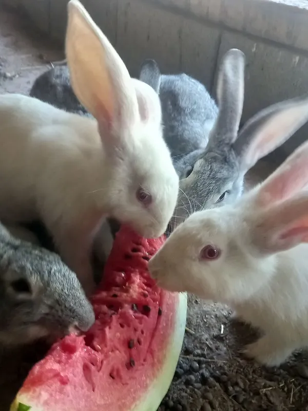 Quyonlar sotiladi 9 Quyonlar sotiladi 9