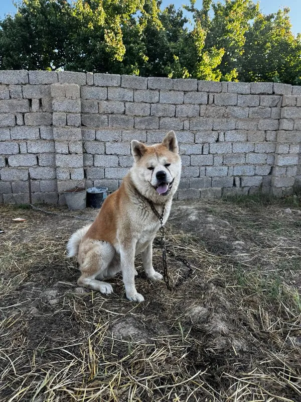 Kuchuk sotiladi umka