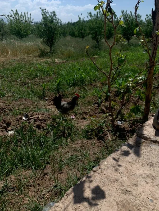 18gektar bog doimiy foydalanish uchun 4 18gektar bog doimiy foydalanish uchun 4