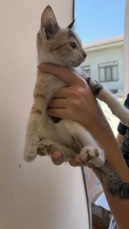 Котенок мушук бесплатно 1