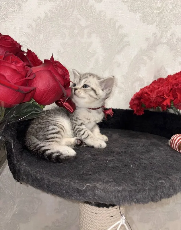 Шиншилла Мальчик, котенок 1,5 мес — фото 1