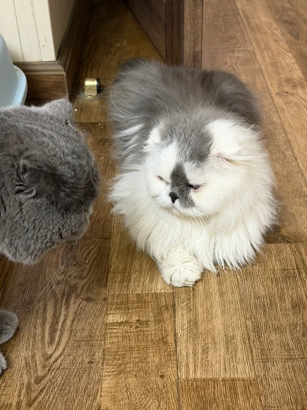 Персидская кошка 4