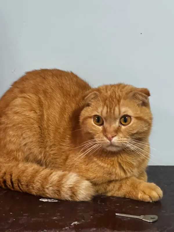 кошка 2 кошка 2