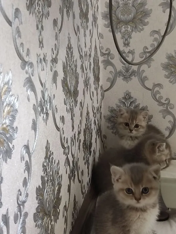 Продам Пепельной шеншила — фото 4