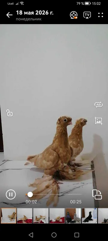 Голуби наватчины на продажу