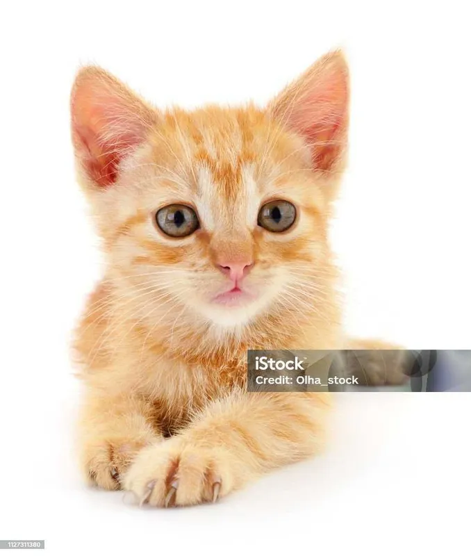 домашний котёнок 2 домашний котёнок 2