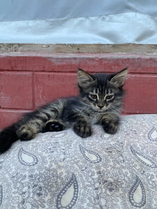 Котёнок 2 Котёнок 2
