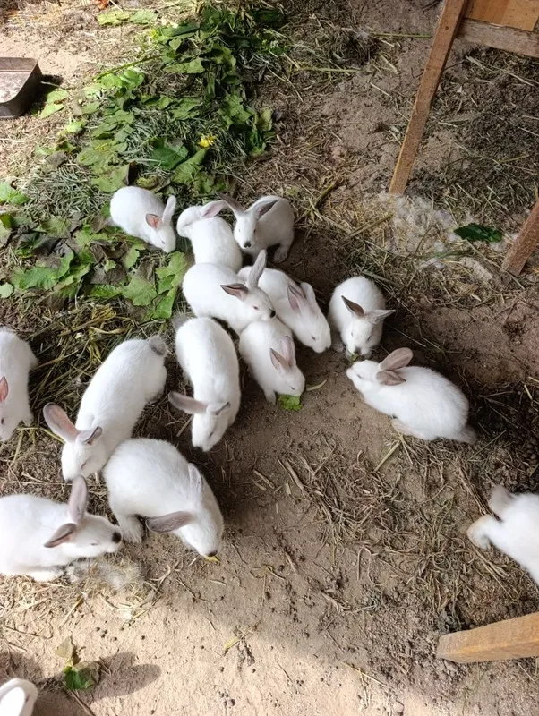 Крольчата продам — фото 1