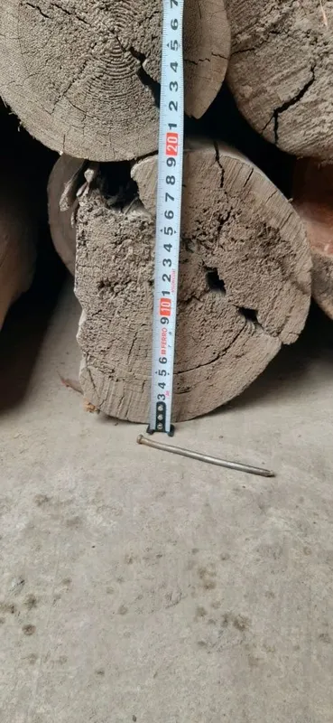 To'sin qarag'ay darahtidan 3 To'sin qarag'ay darahtidan 3