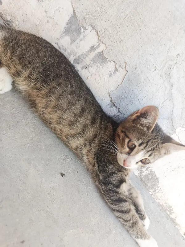 Отдам бесплатно домашнего котёнка, аккуратного. 1