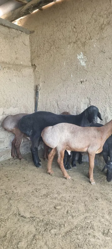 Qochqorlar sotiladi 3 Qochqorlar sotiladi 3