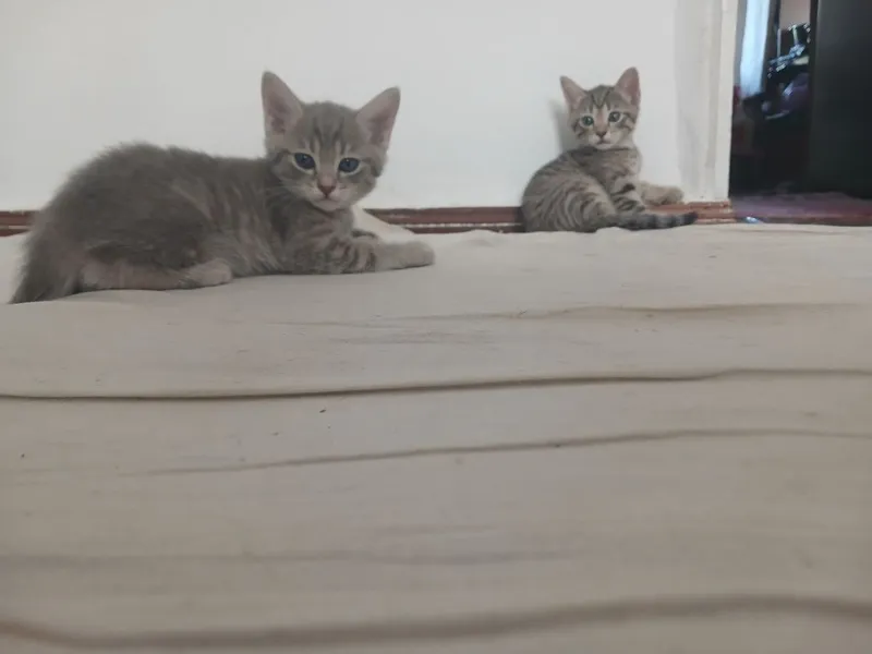 Кошка шотландский скотиш фолд ихнин мама 3 котят Малчики 1 месяц 7 Кошка шотландский скотиш фолд ихнин мама 3 котят Малчики 1 месяц 7