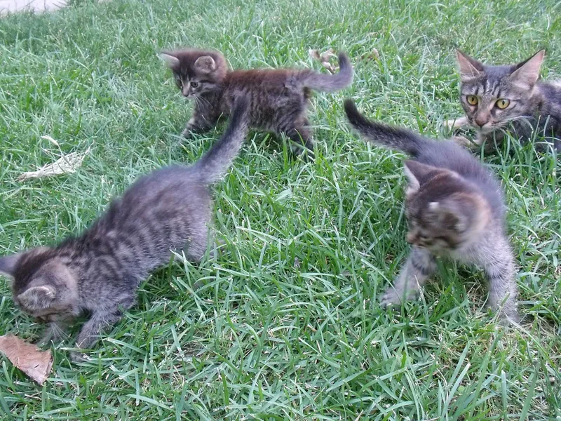 Котята даром 2 месяца — фото 3