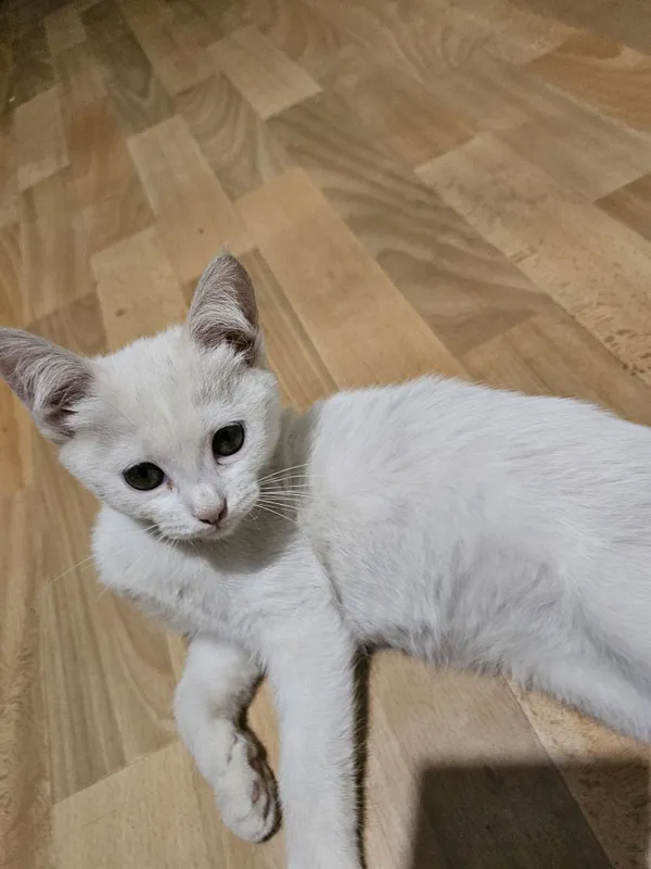 Бесплатно берём белая кошка 2 Бесплатно берём белая кошка 2