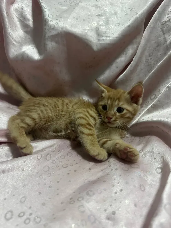 отдадим котят бесплатно! — фото 1