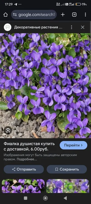 Продаются излишки из сада - садовый папоротник " страусиное перо"ро — фото 5