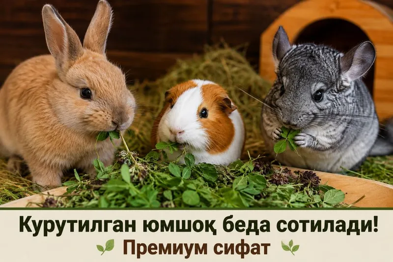 Курутилган юмшоқ беда сотилади! Премиум сифат