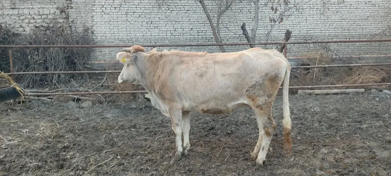 Shvet mol sog'lom sotiladi