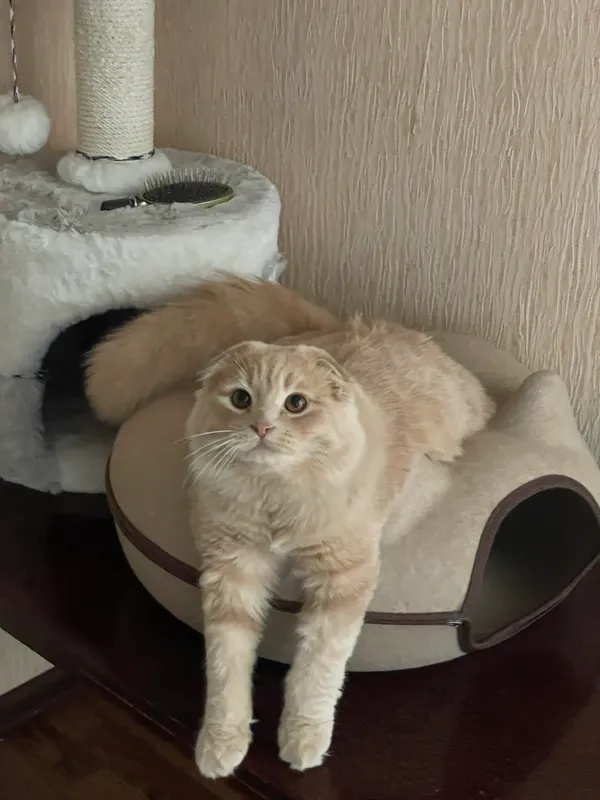 Шотландский вислоухий кот для вязки