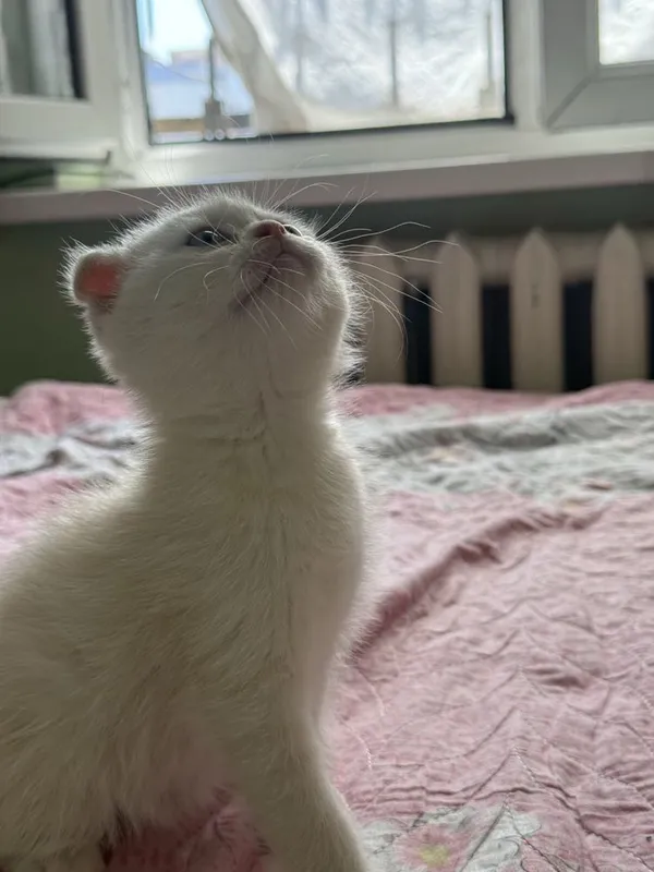 Скоттиш фолд пародали мушукча — фото 2