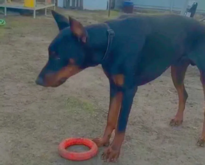 Doberman urg‘ochi kuchuk, o‘smir yoshida Doberman urg‘ochi kuchuk, o‘smir yoshida