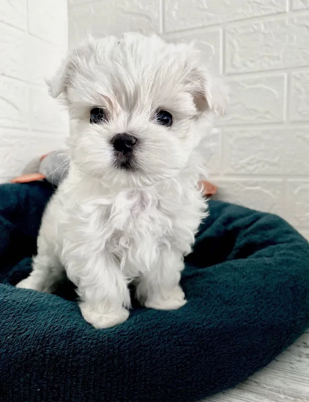 Йоркширский терьер , мальтезе , мальтипу