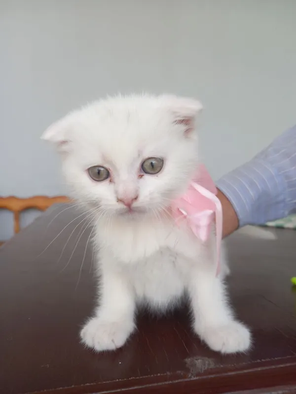 Продаётся котёнок скоттиш фолд — фото 4