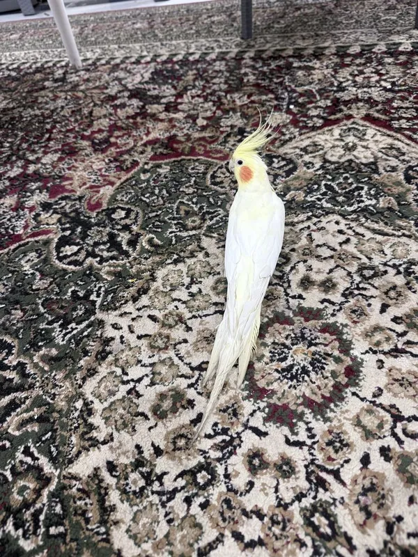 Ручный попугай корелла — фото 4