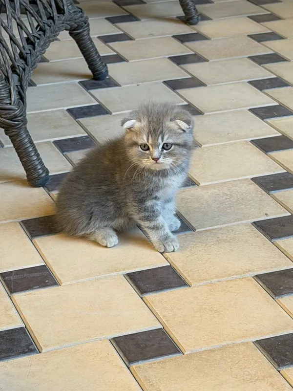Продаются котята! 1 Продаются котята! 1