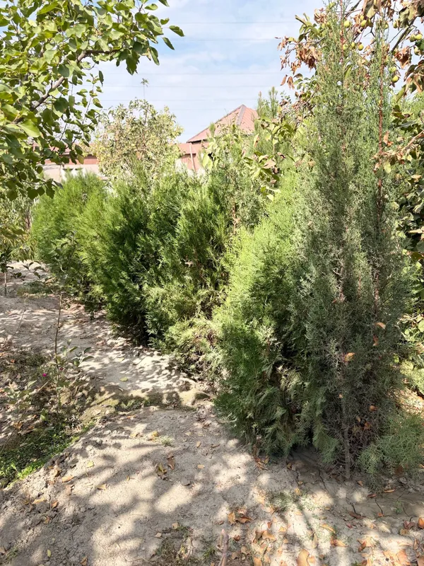 Арча кучатлари 3 Арча кучатлари 3
