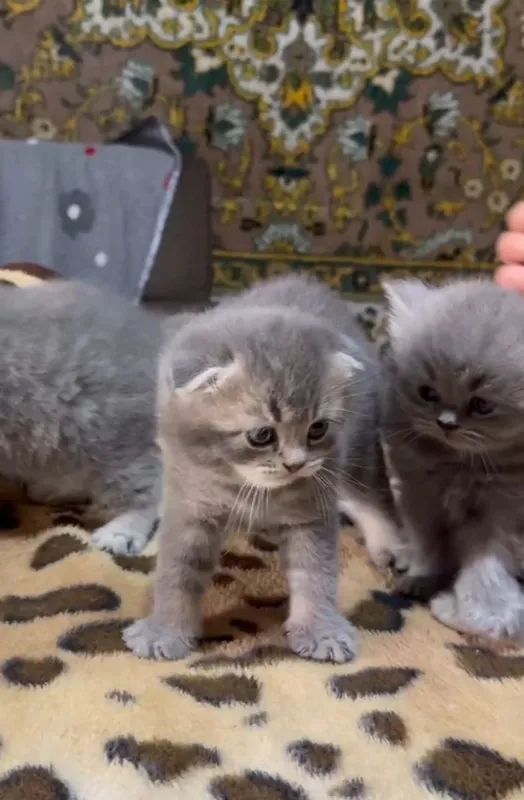 продаются породистые котята шиншилы