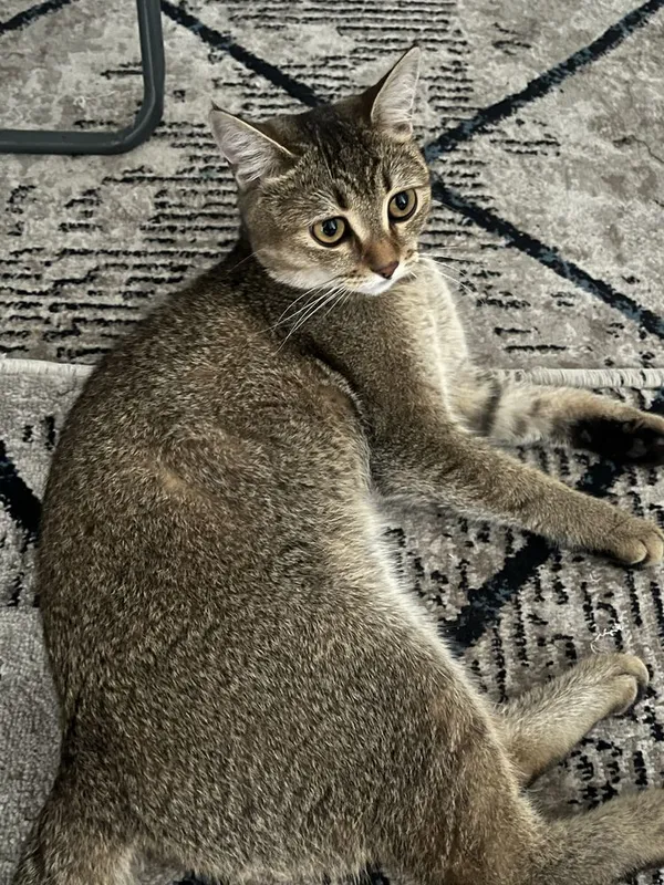 Кошка для вязки срочно 2 Кошка для вязки срочно 2