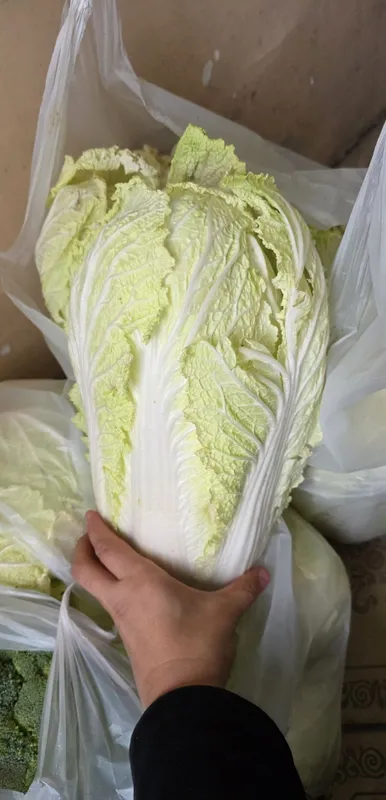 Qizla arzon bervoramza korila 2 Qizla arzon bervoramza korila 2