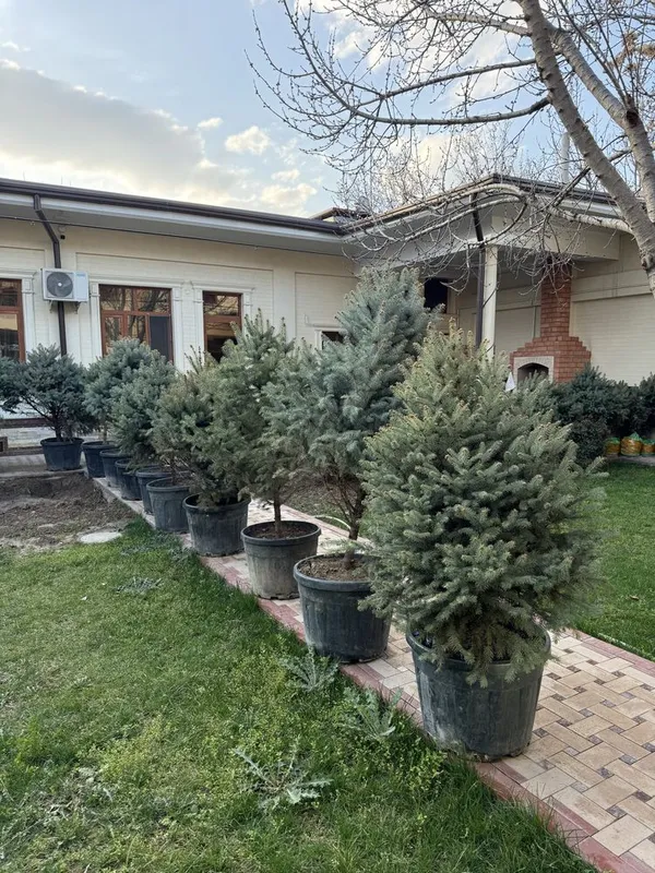 Ель голубая арча — фото 5