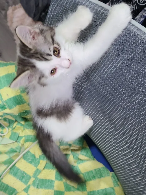 Котенок, мальчик 2,5 месяца ищет дом, домашний 4