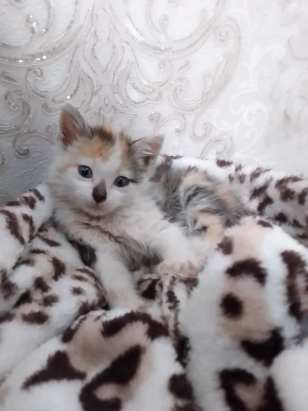 отдам даром в добрые руки